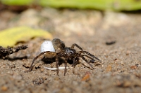 45412 Femmina di Trochosa sp.